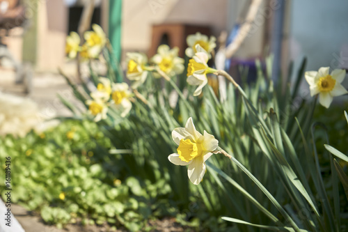 Fototapeta Naklejka Na Ścianę i Meble -  Glade of yellow flowers macro