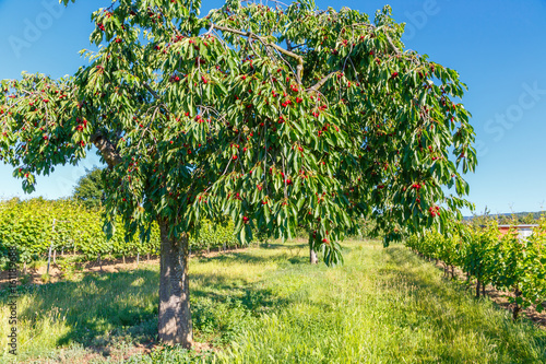 Cherry Tree - Kirschbaum