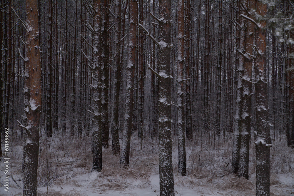Fototapeta premium Winter forest
