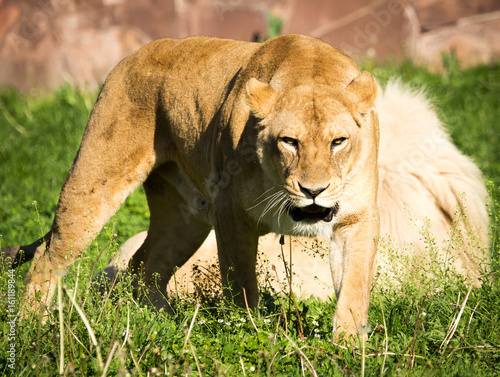 Lioness on the grass in the wild