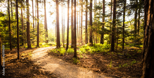 Hiking path and sunset in beadutiful woods