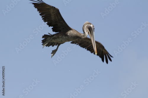 Pelican © Marian