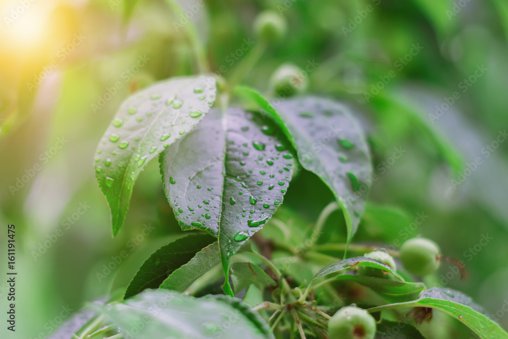 Rain drops on green leaves. Apple tree with young not ripe apples. Close-up Rain drops on green leaves. Apple tree with young not ripe apples. Close-up