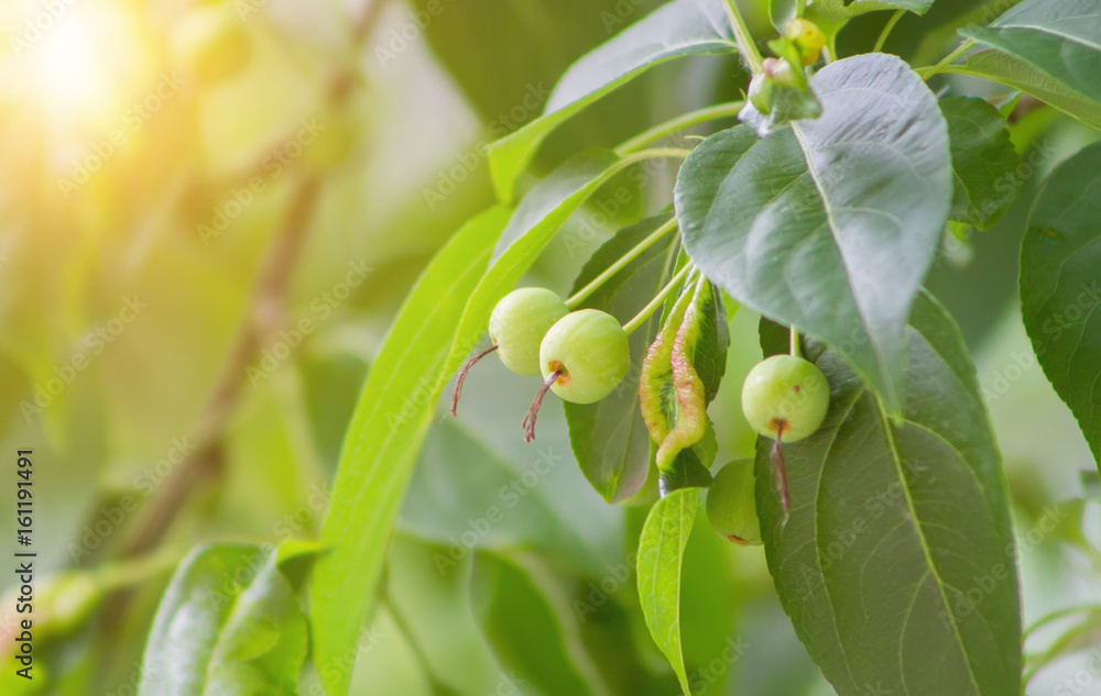 Fototapeta premium Branch of a tree with green leaves and berries. Apple tree