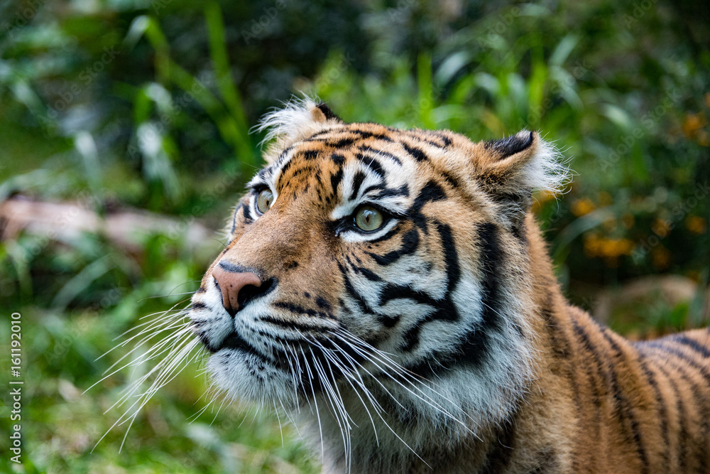 Fototapeta premium Tygrys sumatrzański portret z bliska, patrząc na ciebie