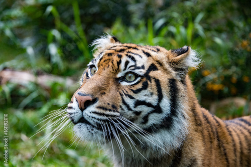 sumatra tiger portrait close up while looking at you