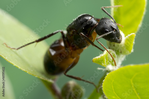 A "large" ant, taken at slightly larger than life size on a FF sensor DSLR.