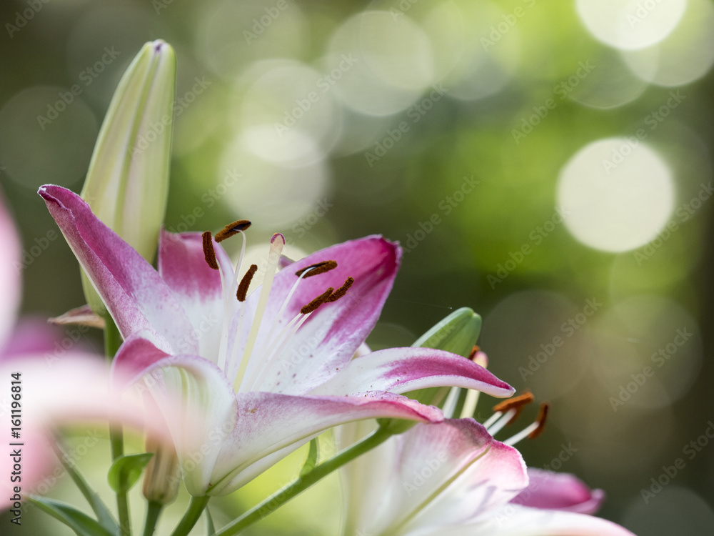 Fototapeta premium スカシユリ