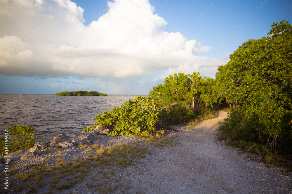 Mangrove Path View in the Florida Keys Mangrove Path View in the Florida Keys