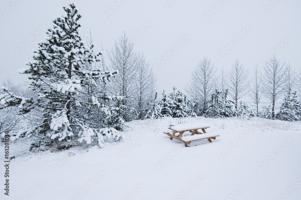 Snowy pine, wooden table and a bench in the winter forest Snowy pine, wooden table and a bench in the winter forest