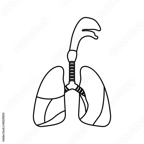 sketch silhouette respiratory system with windpipe vector illustration