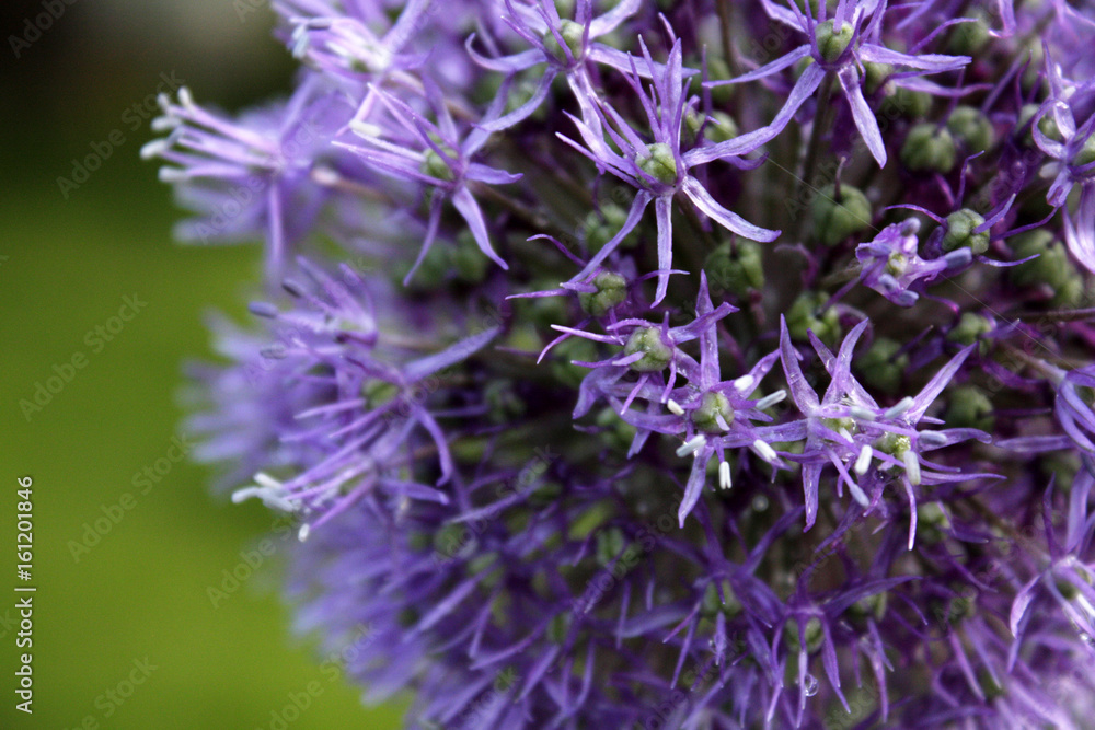 Macro flower with drop