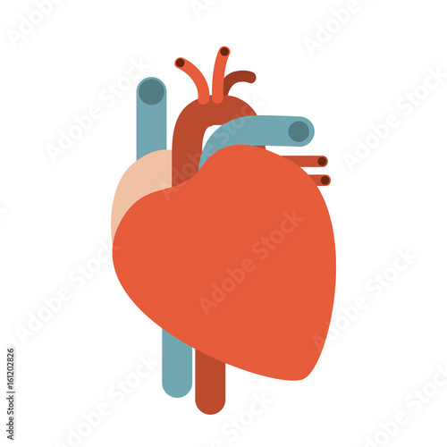 colorful silhouette without contour heart system human body vector illustration