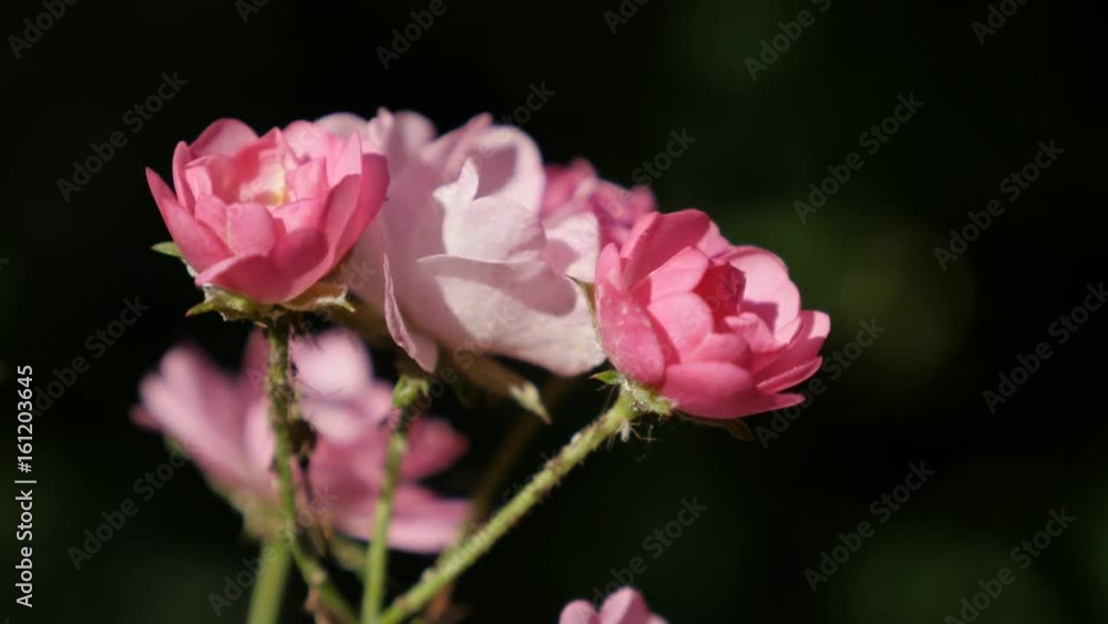 Close-up of pink Rosa hybrid flower 3840X2160 UltraHD footage - Miniature rose plant in the garden 2160p 30fps UHD video Close-up of pink Rosa hybrid flower 3840X2160 UltraHD footage - Miniature rose plant in the garden 2160p 30fps UHD video