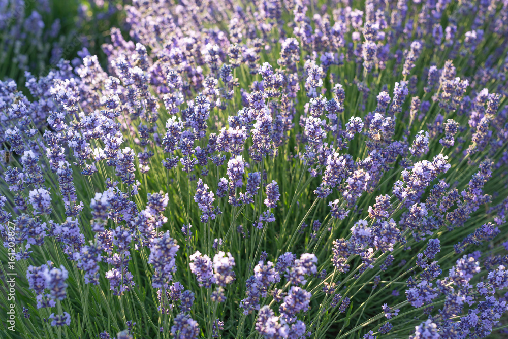 Obraz premium Lavender closup.