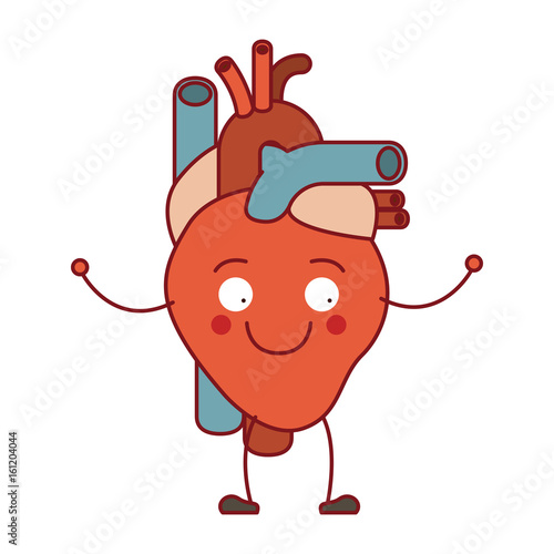 colorful silhouette caricature circulatory system with heart vector illustration