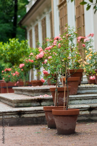  Bushes of roses in pots in the park, in Cozy patio