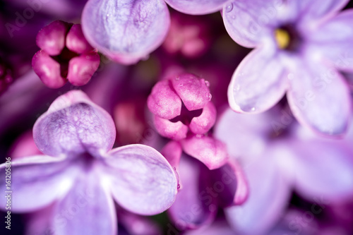 Fototapeta Naklejka Na Ścianę i Meble -  Beautiful little flowers of lilac. macro
