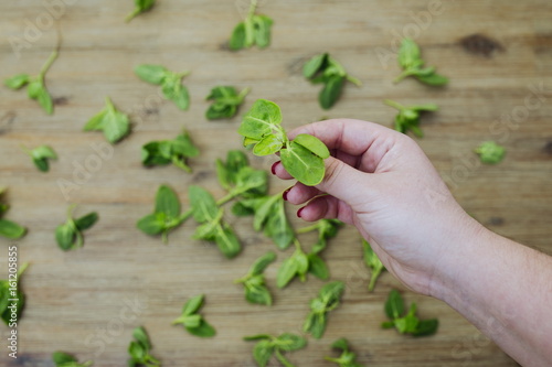 Hand holds fresh green baby orach saltbush edible wild plants on wooden background. Eating healthy organic green local food. Vegetarian vegan lifestyle photo