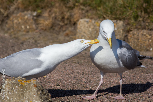 Courting couple. Social behaviour, ethology, in animals. Seagull birds interacting. photo