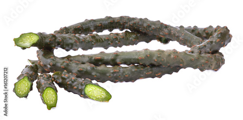 Tinospora crispa isolated on white background