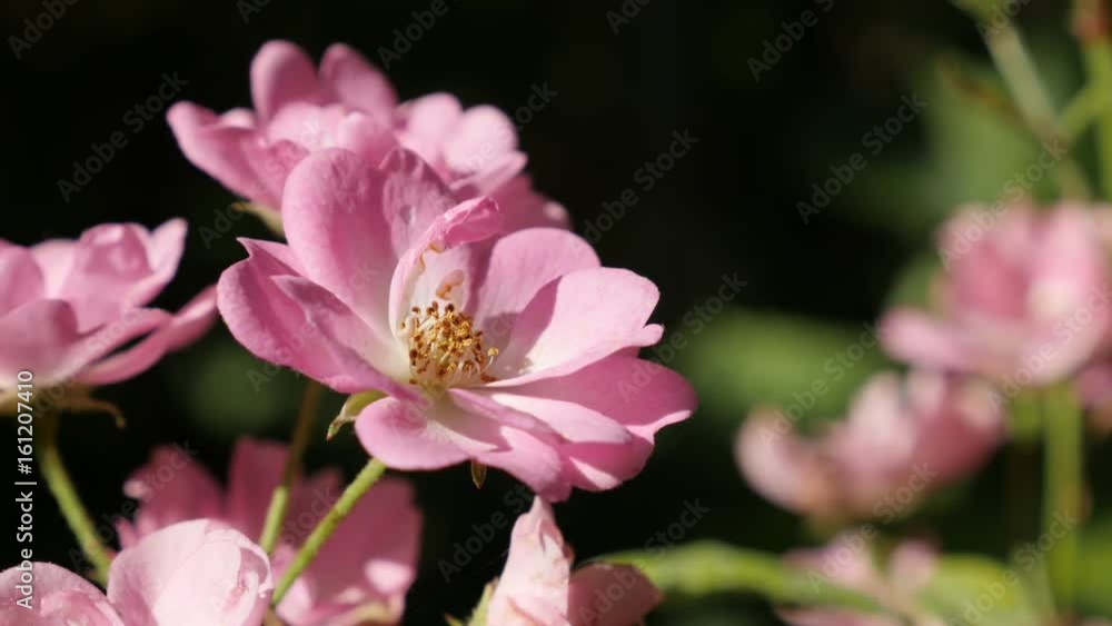 Shallow DOF miniature rose plant in the garden 3840X2160 UltraHD footage - Light pink rosa hybrid flower close-up 2160p 30fps UHD video Shallow DOF miniature rose plant in the garden 3840X2160 UltraHD footage - Light pink rosa hybrid flower close-up 2160p 30fps UHD video