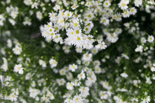 daisy flowers background © NVB Stocker