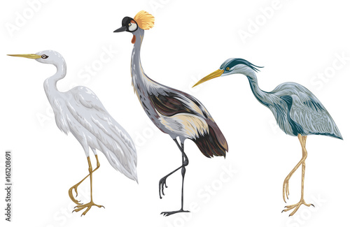 Heron birds set. Marsh fauna. Isolated elements. Vintage hand drawn vector illustration in watercolor style