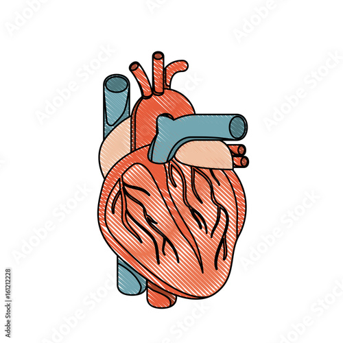 color crayon realistic silhouette heart system human body vector illustration