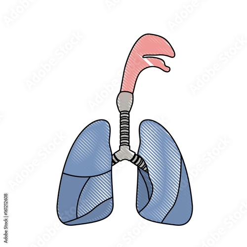 color crayon realistic silhouette respiratory system with windpipe vector illustration