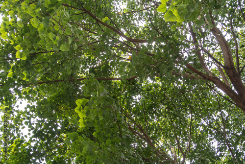 Ficus religiosa or sacred fig is also known as the bodhi tree, pippala tree, peepul tree, peepal tree