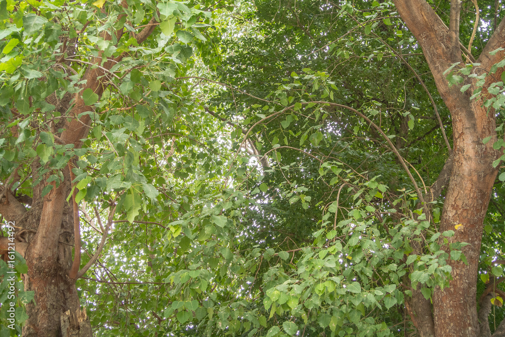 Obraz premium Ficus religiosa or sacred fig is also known as the bodhi tree, pippala tree, peepul tree, peepal tree
