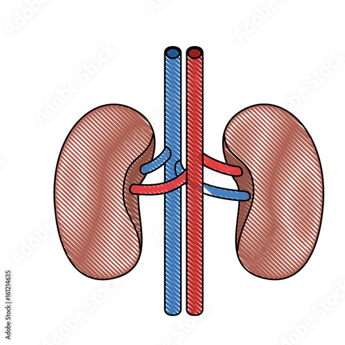 color crayon realistic silhouette renal system of human body vector illustration