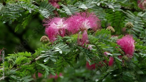 Mimosa tree in bloom at Asa Wright Nature Centre in TrinidadMimosa tree in bloom at Asa Wright Nature Centre in Trinidad photo