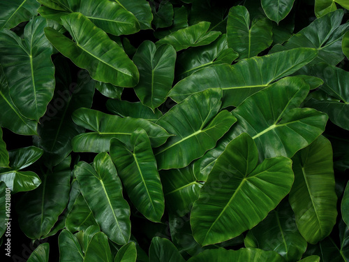Tropical leaf pattern nature green background of heart shaped dark green leaves philodendron Burle Marx (Philodendron imbe), lush foliage plant on dark background.