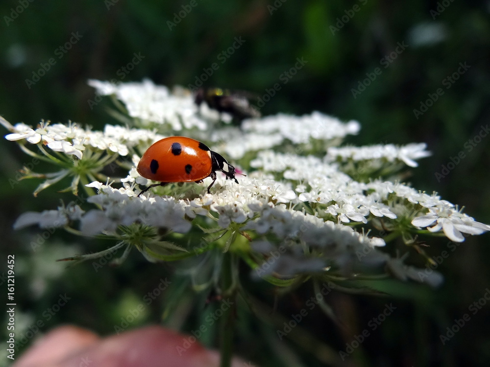 Fototapeta premium ladybird