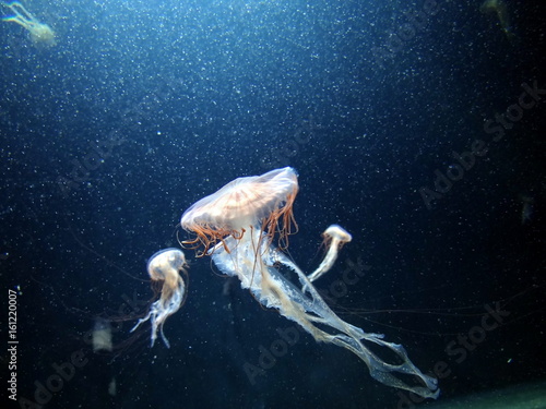 jellyfish © Nataliia