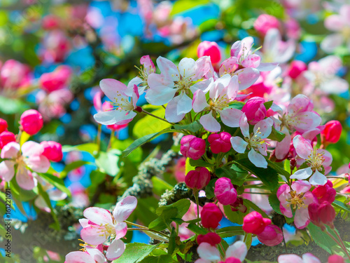 Blüten Apfel Zierapfel Malus