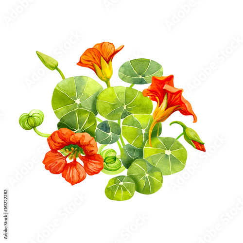 Red nasturtium flowers and leaves painted with watercolor photo