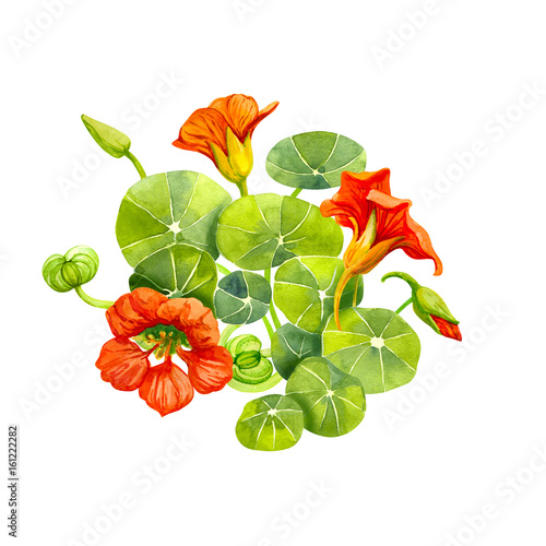 Fotografía Red nasturtium flowers and leaves painted with watercolor