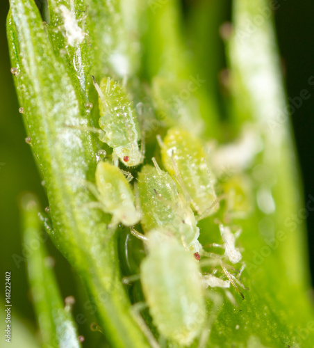 A small aphid on a green plant © schankz
