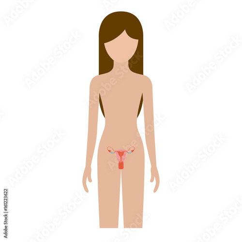 colorful silhouette female person with reproductive system human body vector illustration