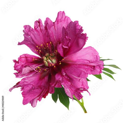 Unusual color magenta peony flower isolated on white background.