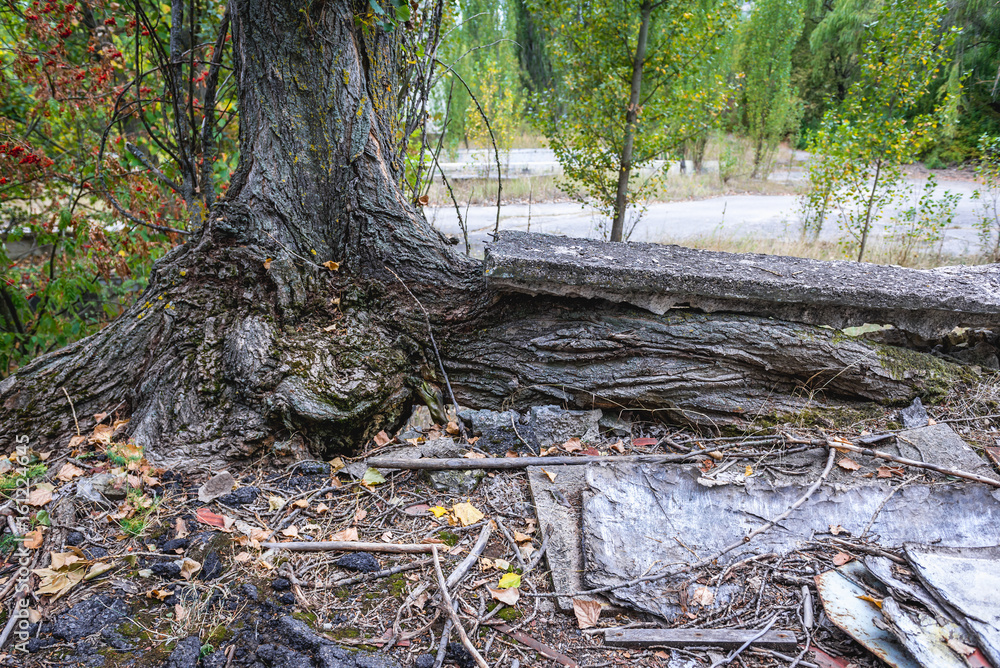 Obraz premium Tree in abandoned Pripyat city in Chernobyl Exclusion Zone, Ukraine