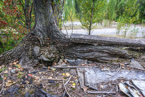 Tree in abandoned Pripyat city in Chernobyl Exclusion Zone, Ukraine
