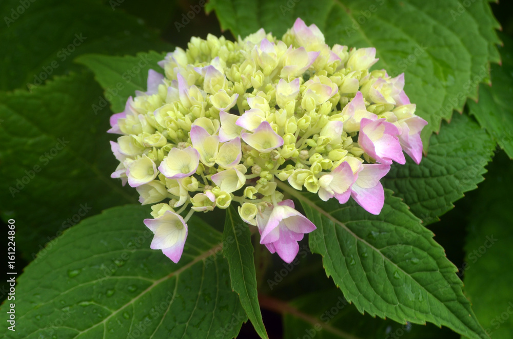 Purple and blue hydrangea bush Purple and blue hydrangea bush
