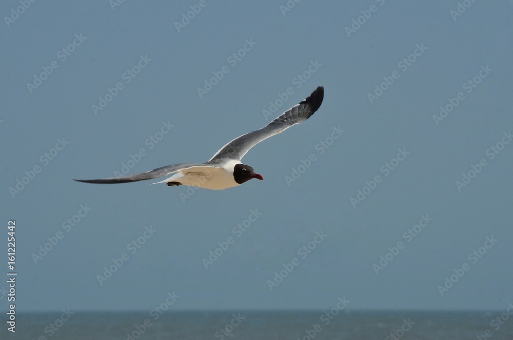 Obraz premium Gliding Seagull