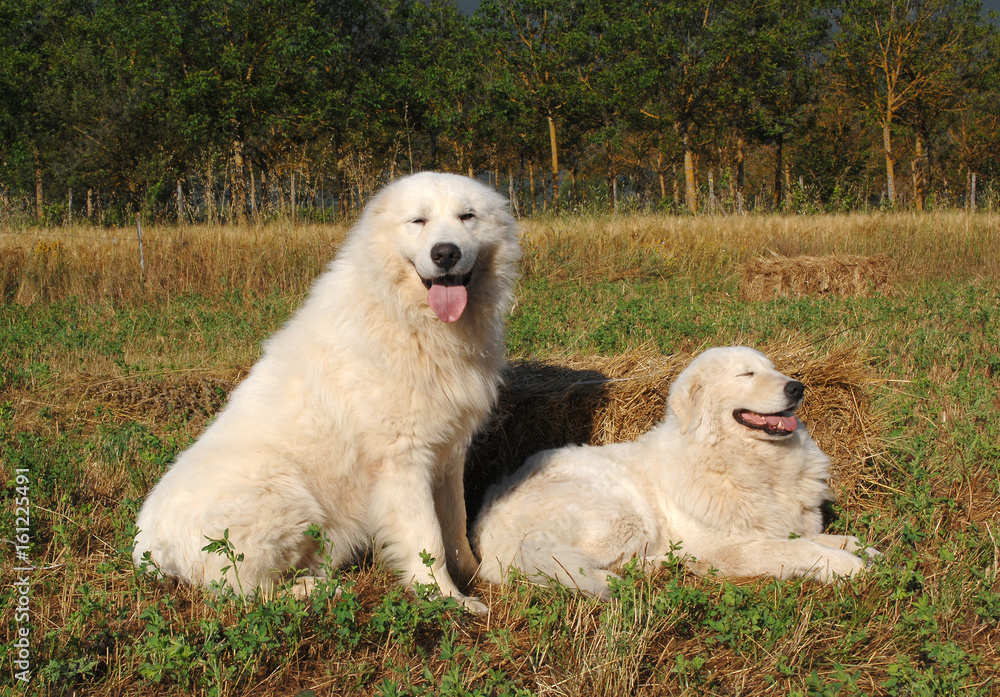 Portrait of two dogs, Maremma Sheepdod.
