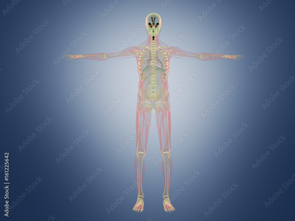 Human Anatomy x ray 3d render on blue