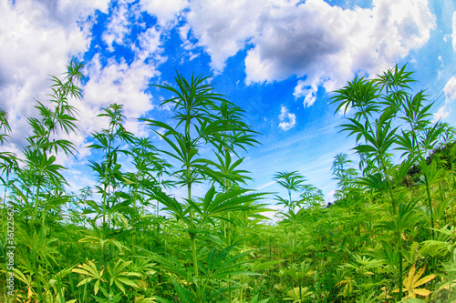 marijuana and blue sky